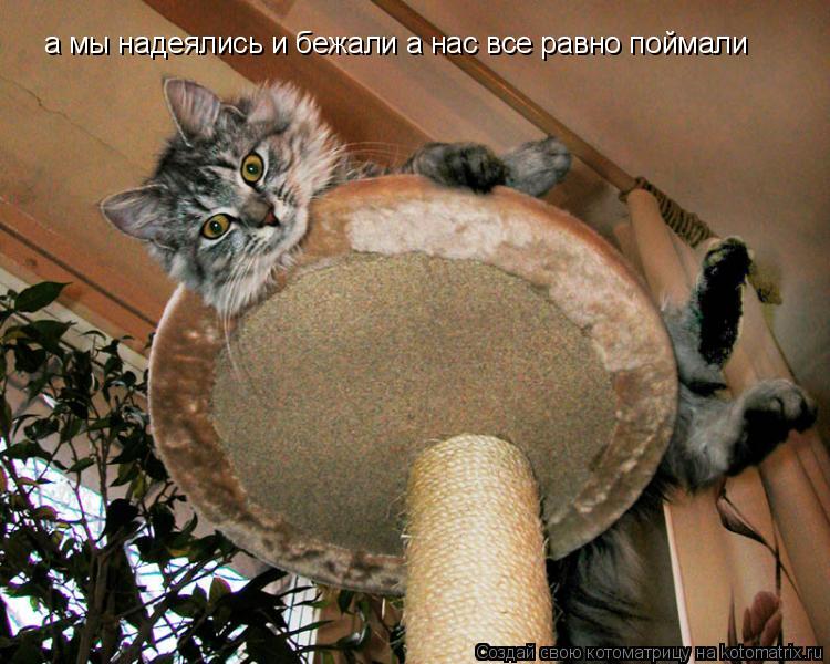 а мы надеялись и бежали а нас все равно поймали... Котоматрица: а мы надеялись и бежали а нас все равно поймали