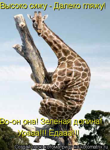 Высоко сижу - Далеко гляжу! Во-он она! Зеленая долина! Урааа!!! Едааа!!!... Котоматрица: Высоко сижу - Далеко гляжу! Во-он она! Зеленая долина! Урааа!!! Едааа!!!