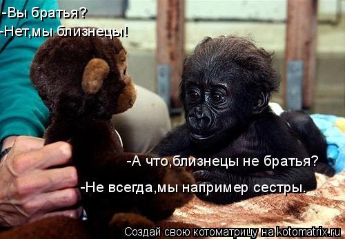 -Вы братья? -Нет,мы близнецы! -А что,близнецы не братья? -Не всегда,мы например сестры.... Котоматрица: -Вы братья? -Нет,мы близнецы! -А что,близнецы не братья? -Не всегда,мы например сестры.