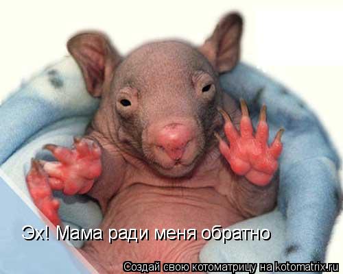 Эх! Мама ради меня обратно Эх! Мама ради меня обратно Эх! Мама ради меня обратно... Котоматрица: Эх! Мама ради меня обратно Эх! Мама ради меня обратно Эх! Мама ради меня обратно
