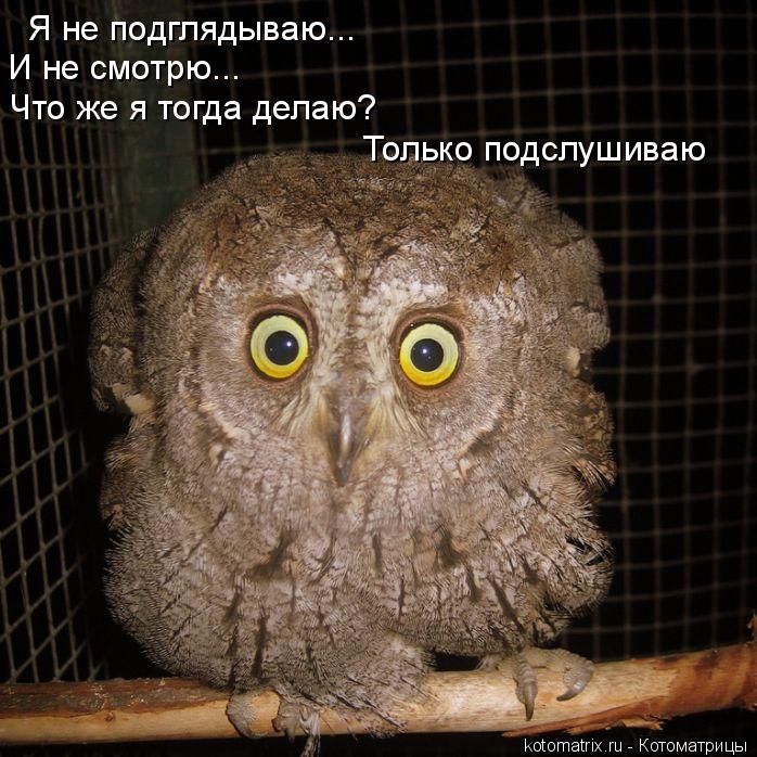 Я не подглядываю... И не смотрю... Что же я тогда делаю? Только подслушиваю... Котоматрица: Я не подглядываю... И не смотрю... Что же я тогда делаю? Только подслушиваю