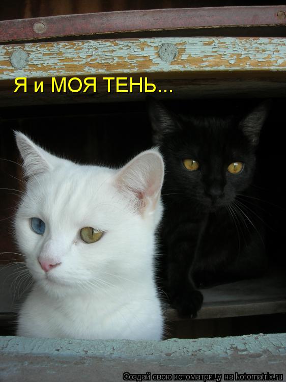 Я и МОЯ ТЕНЬ...... Котоматрица: Я и МОЯ ТЕНЬ...