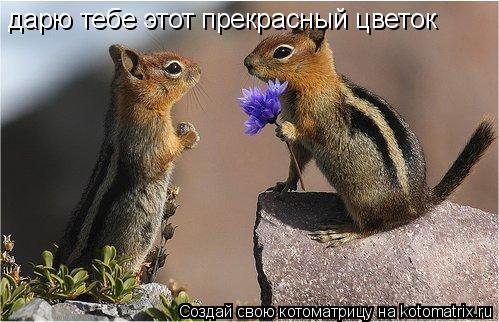 дарю тебе этот прекрасный цветок... Котоматрица: дарю тебе этот прекрасный цветок