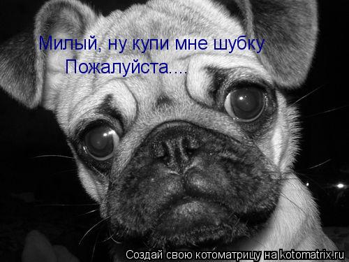 Милый, ну купи мне шубку Пожалуйста....... Котоматрица: Милый, ну купи мне шубку Пожалуйста....