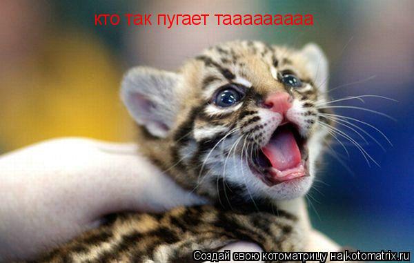 кто так пугает тааааааааа... Котоматрица: кто так пугает тааааааааа