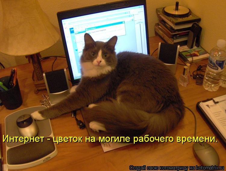 Интернет - цветок на могиле рабочего времени.... Котоматрица: Интернет - цветок на могиле рабочего времени.