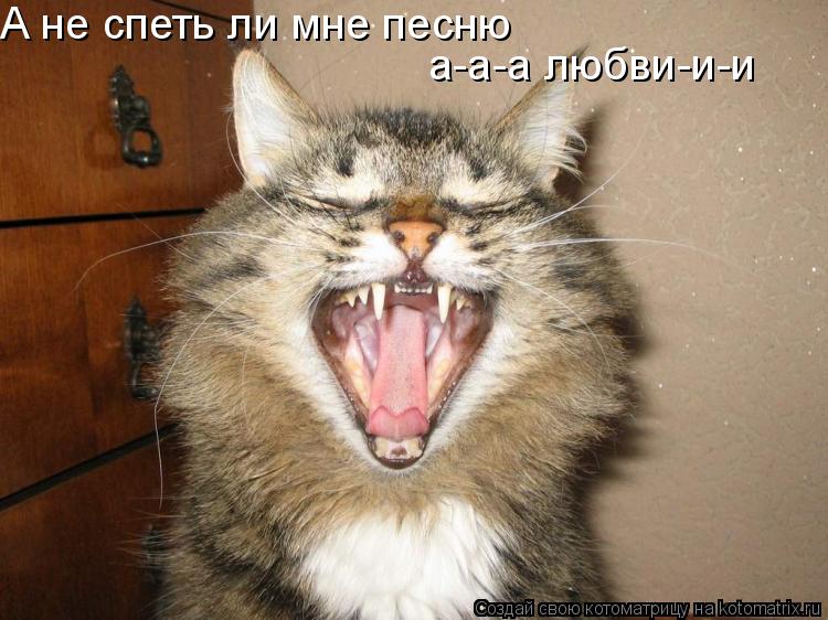А не спеть ли мне песню а-а-а любви-и-и... Котоматрица: А не спеть ли мне песню а-а-а любви-и-и