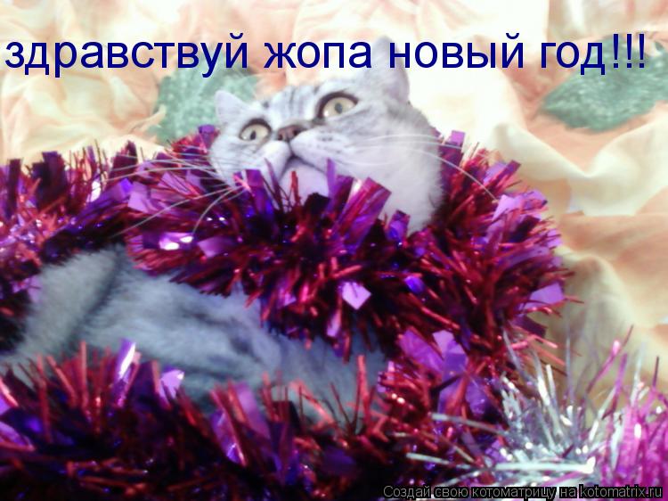 здравствуй жопа новый год!!!... Котоматрица: здравствуй жопа новый год!!!