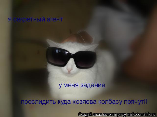 я секретный агент у меня задание прослидить куда хозяева колбасу прячут!!... Котоматрица: я секретный агент у меня задание прослидить куда хозяева колбасу прячут!!