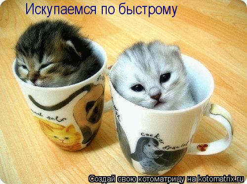 Искупаемся по быстрому... Котоматрица: Искупаемся по быстрому