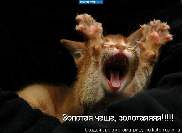 Золотая чаша, золотаяяяя!!!!! Золотая чаша, золотаяяяя!!!!!... Котоматрица: Золотая чаша, золотаяяяя!!!!! Золотая чаша, золотаяяяя!!!!!