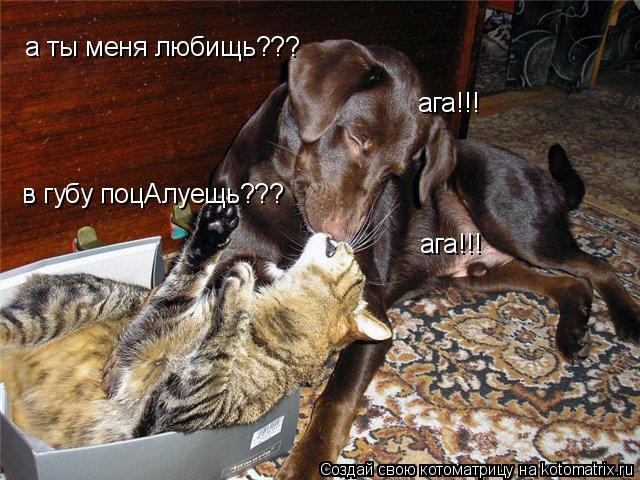 а ты меня любищь??? ага!!! в губу поцАлуещь??? ага!!!... Котоматрица: а ты меня любищь??? ага!!! в губу поцАлуещь??? ага!!!