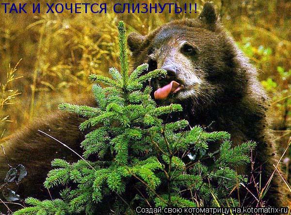 ТАК И ХОЧЕТСЯ СЛИЗНУТЬ!!!... Котоматрица: ТАК И ХОЧЕТСЯ СЛИЗНУТЬ!!!