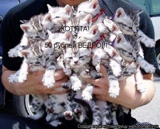КОТЯТА! 50 рублей ВЕДРО!!!... Котоматрица: КОТЯТА! 50 рублей ВЕДРО!!!