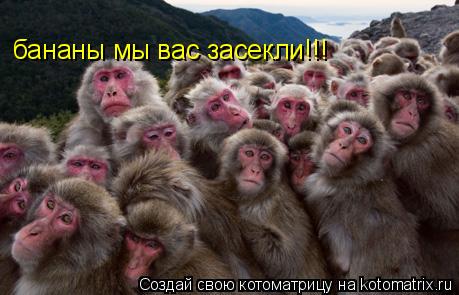 бананы мы вас засекли!!!... Котоматрица: бананы мы вас засекли!!!