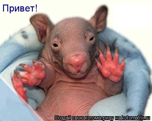 Привет!... Котоматрица: Привет!