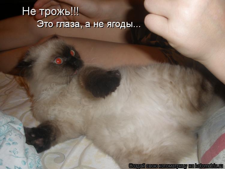 Это глаза, а не ягоды... Не трожь!!!... Котоматрица: Это глаза, а не ягоды... Не трожь!!!