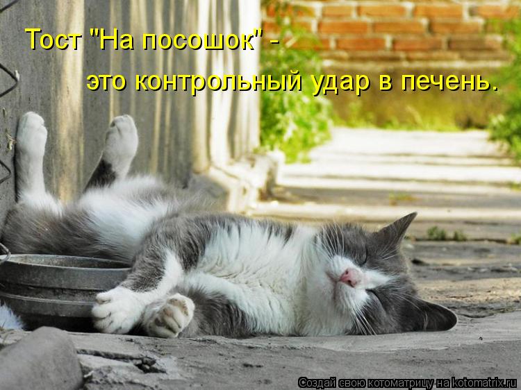 Тост "На посошок" - это контрольный удар в печень.... Котоматрица: Тост "На посошок" - это контрольный удар в печень.