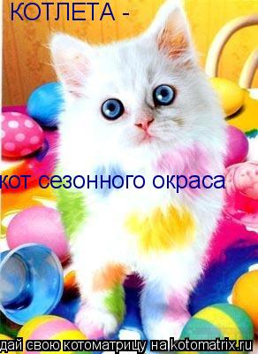 КОТЛЕТА - кот сезонного окраса... Котоматрица: КОТЛЕТА - кот сезонного окраса