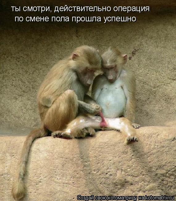 ты смотри, действительно операция по смене пола прошла успешно... Котоматрица: ты смотри, действительно операция по смене пола прошла успешно