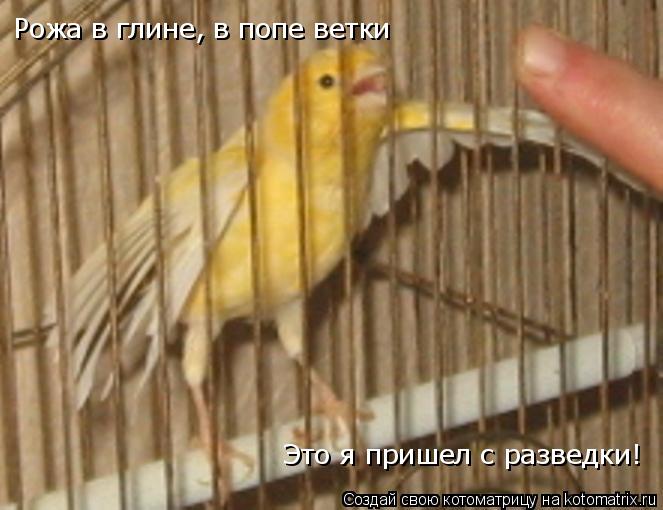 Рожа в глине, в попе ветки Это я пришел с разведки!... Котоматрица: Рожа в глине, в попе ветки Это я пришел с разведки!