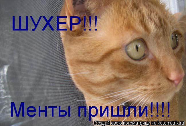 ШУХЕР!!! Менты пришли!!!!... Котоматрица: ШУХЕР!!! Менты пришли!!!!