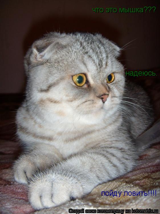 что это мышка??? надеюсь. надеюсь. пойду ловить!!!!... Котоматрица: что это мышка??? надеюсь. надеюсь. пойду ловить!!!!