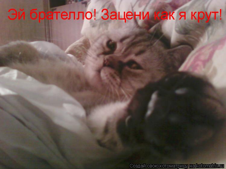 Эй брателло! Зацени как я крут!... Котоматрица: Эй брателло! Зацени как я крут!