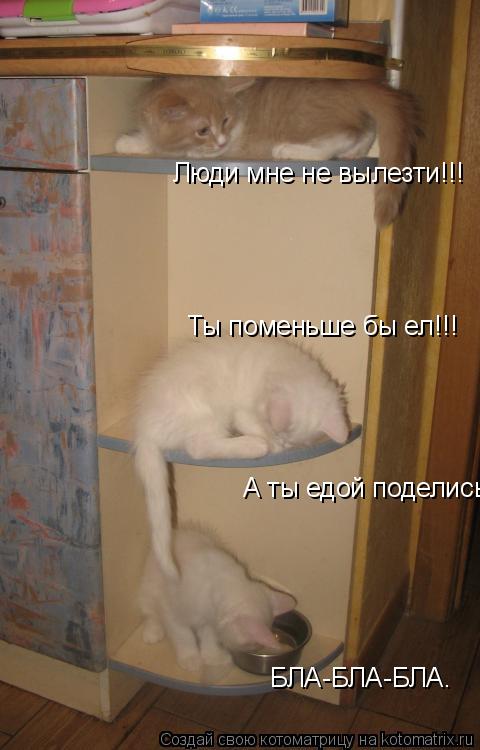 Люди мне не вылезти!!! Люди мне не вылезти!!! А ты едой поделись! Ты поменьше бы ел!!! БЛА-БЛА-БЛА.... Котоматрица: Люди мне не вылезти!!! Люди мне не вылезти!!! А ты едой поделись! Ты поменьше бы ел!!! БЛА-БЛА-БЛА.
