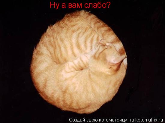 Ну а вам слабо?... Котоматрица: Ну а вам слабо?