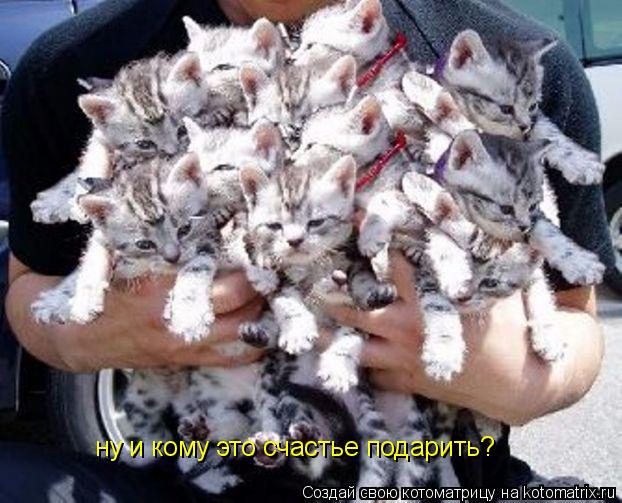 ну и кому это счастье подарить?... Котоматрица: ну и кому это счастье подарить?