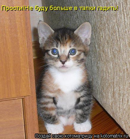 Прости!Не буду больше в тапки гадить!... Котоматрица: Прости!Не буду больше в тапки гадить!