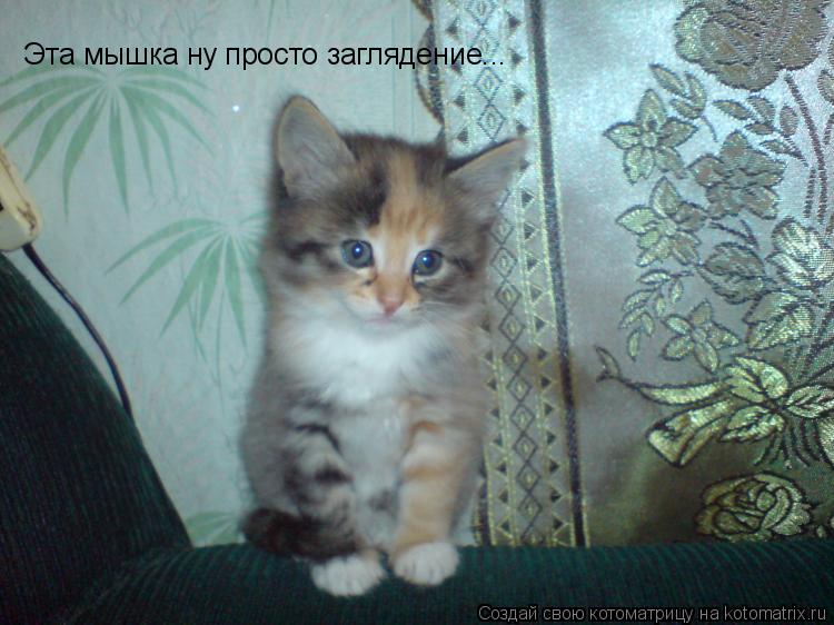 Эта мышка ну просто заглядение...... Котоматрица: Эта мышка ну просто заглядение...