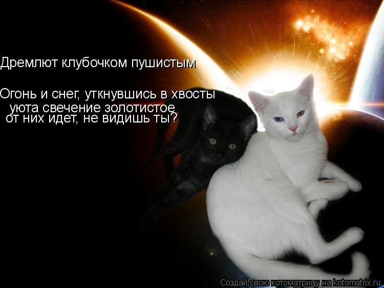 Дремлют клубочком пушистым Огонь и снег, уткнувшись в хвосты уюта свечение золотистое от них идет, не... Котоматрица: Дремлют клубочком пушистым Огонь и снег, уткнувшись в хвосты уюта свечение золотистое от них идет, не видишь ты?