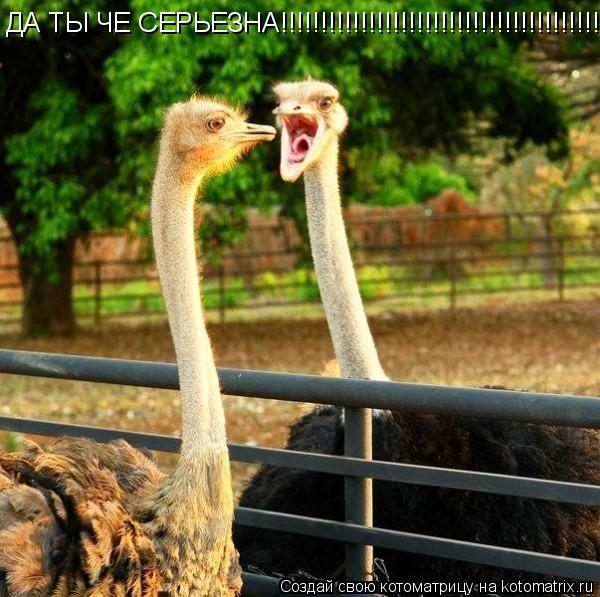ДА ТЫ ЧЕ СЕРЬЕЗНА!!!!!!!!!!!!!!!!!!!!!!!!!!!!!!!!!!!!!!!!!!!!!!!!!!!!!!!!!!!!!!!... Котоматрица: ДА ТЫ ЧЕ СЕРЬЕЗНА!!!!!!!!!!!!!!!!!!!!!!!!!!!!!!!!!!!!!!!!!!!!!!!!!!!!!!!!!!!!!!!