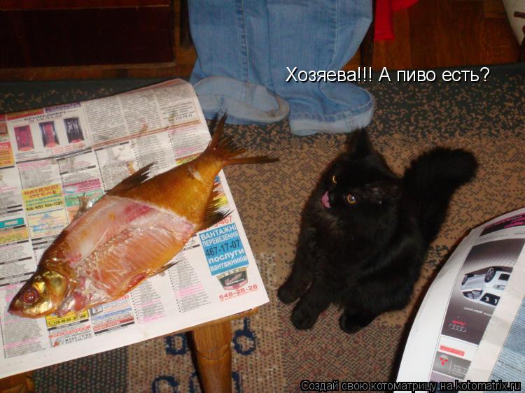 Хозяева!!! А пиво есть?... Котоматрица: Хозяева!!! А пиво есть?