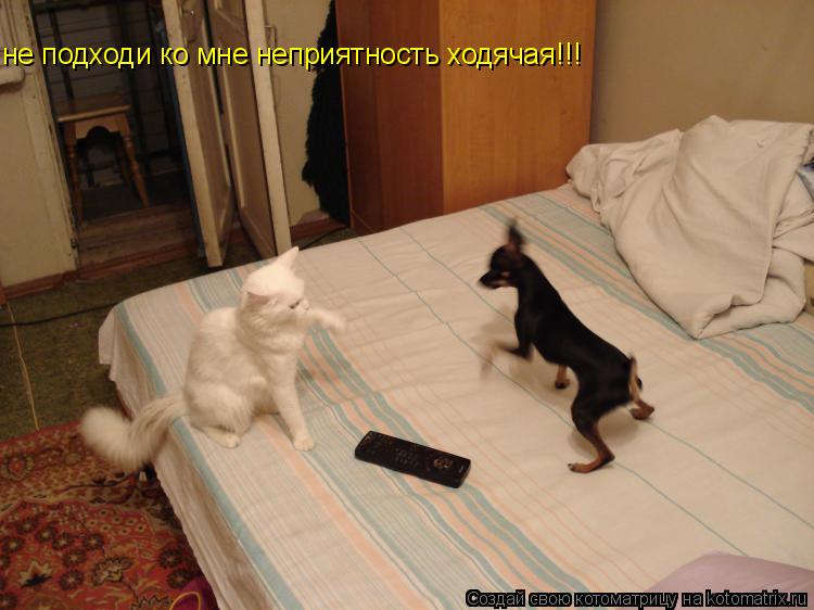 не подходи ко мне неприятность ходячая!!!... Котоматрица: не подходи ко мне неприятность ходячая!!!