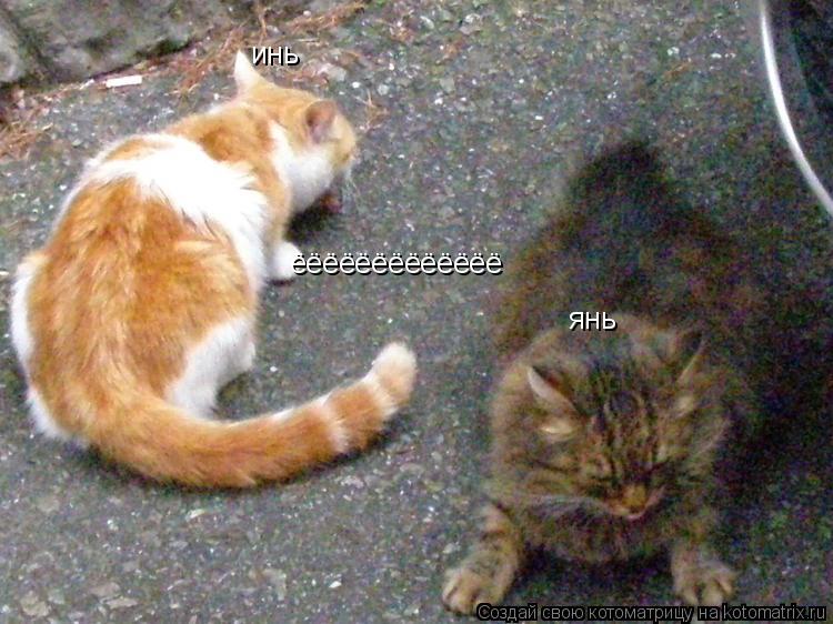 инь янь ёёёёёёёёёёёёё... Котоматрица: инь янь ёёёёёёёёёёёёё