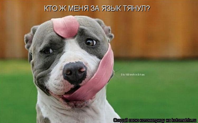 КТО Ж МЕНЯ ЗА ЯЗЫК ТЯНУЛ?... Котоматрица: КТО Ж МЕНЯ ЗА ЯЗЫК ТЯНУЛ?