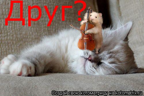 Друг?... Котоматрица: Друг?