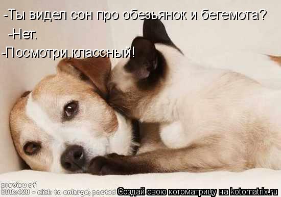 -Ты видел сон про обезьянок и бегемота? -Нет. -Посмотри,классный!... Котоматрица: -Ты видел сон про обезьянок и бегемота? -Нет. -Посмотри,классный!