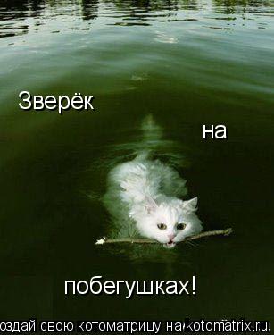 Зверёк на побегушках!... Котоматрица: Зверёк на побегушках!