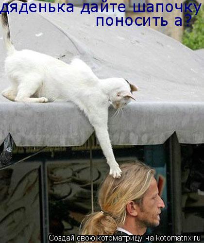 дяденька дайте шапочку поносить а?... Котоматрица: дяденька дайте шапочку поносить а?