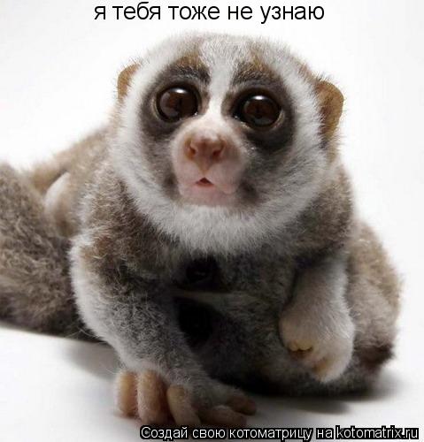 я тебя тоже не узнаю... Котоматрица: я тебя тоже не узнаю
