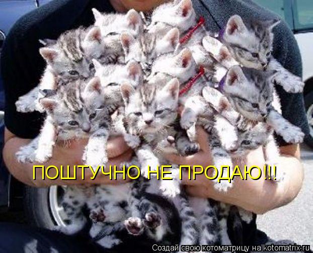ПОШТУЧНО НЕ ПРОДАЮ!!!... Котоматрица: ПОШТУЧНО НЕ ПРОДАЮ!!!