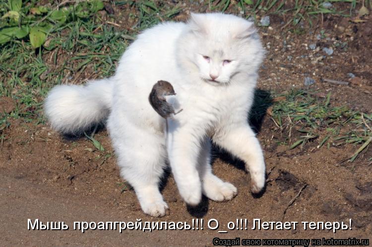 Мышь проапгрейдилась!!! О_о!!! Летает теперь!... Котоматрица: Мышь проапгрейдилась!!! О_о!!! Летает теперь!