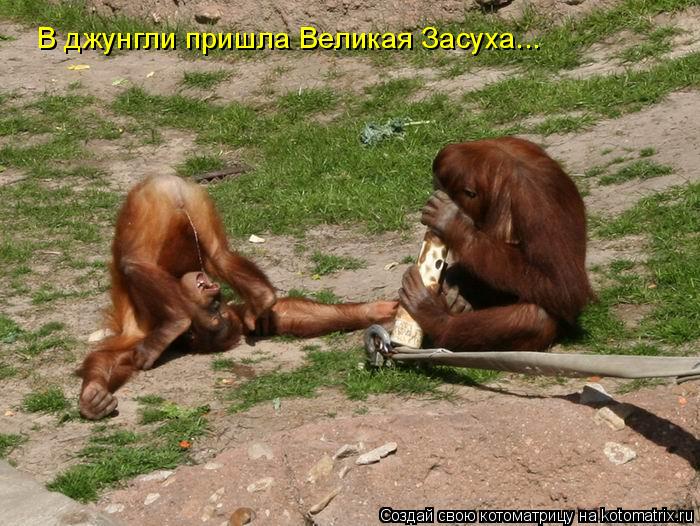 В джунгли пришла Великая Засуха...... Котоматрица: В джунгли пришла Великая Засуха...