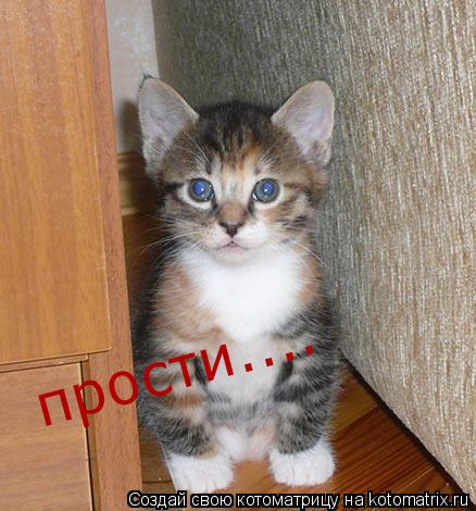 прости....... Котоматрица: прости....