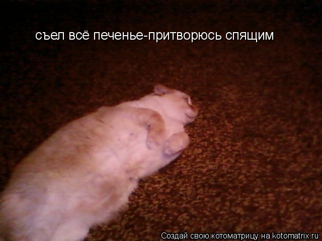 съел всё печенье-притворюсь спящим... Котоматрица: съел всё печенье-притворюсь спящим