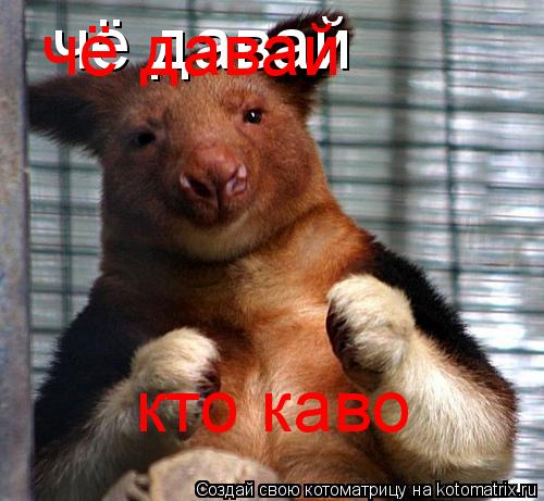 чё давай чё давай кто каво... Котоматрица: чё давай чё давай кто каво
